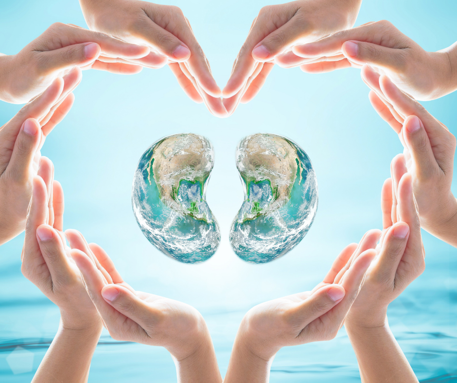 Hands circling into a shape of the heart around two kidneys made of water. Healthy kidneys.