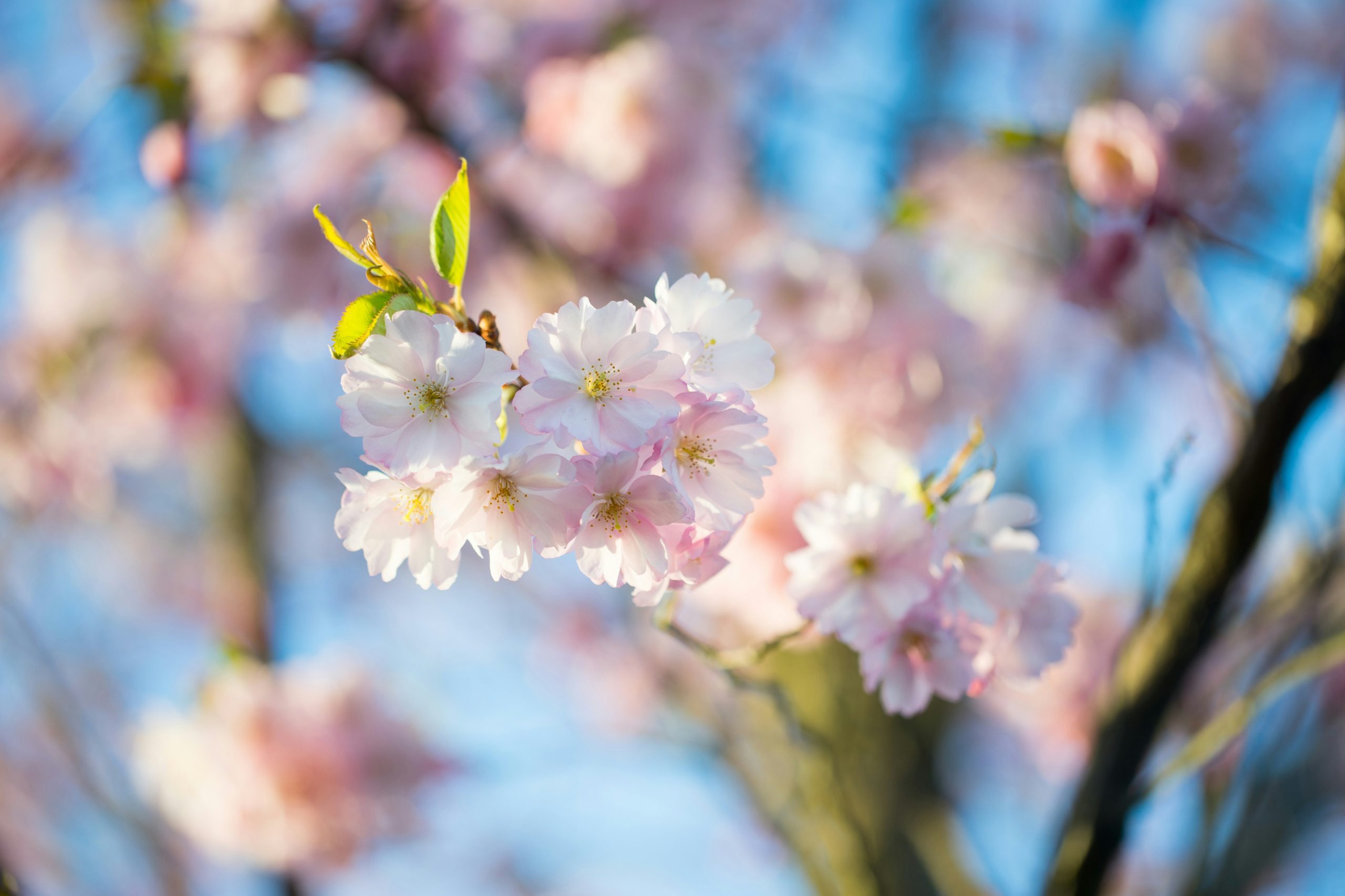 conversations about care during springtime